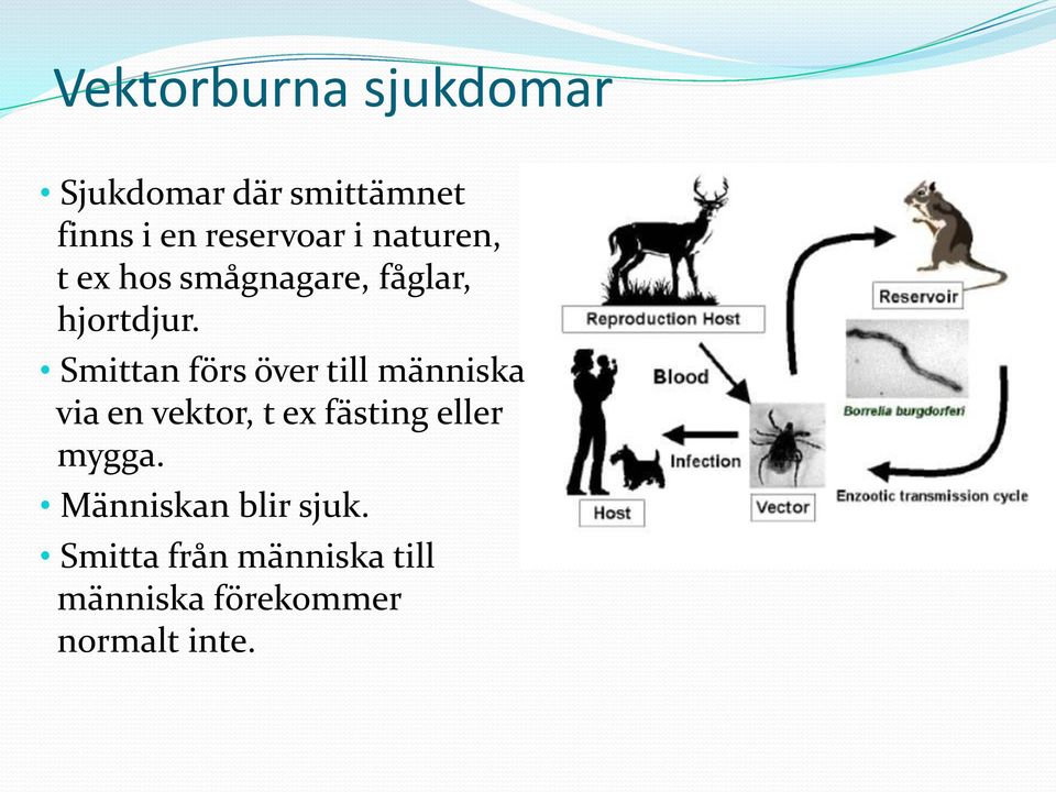 Smittan förs över till människa via en vektor, t ex fästing eller