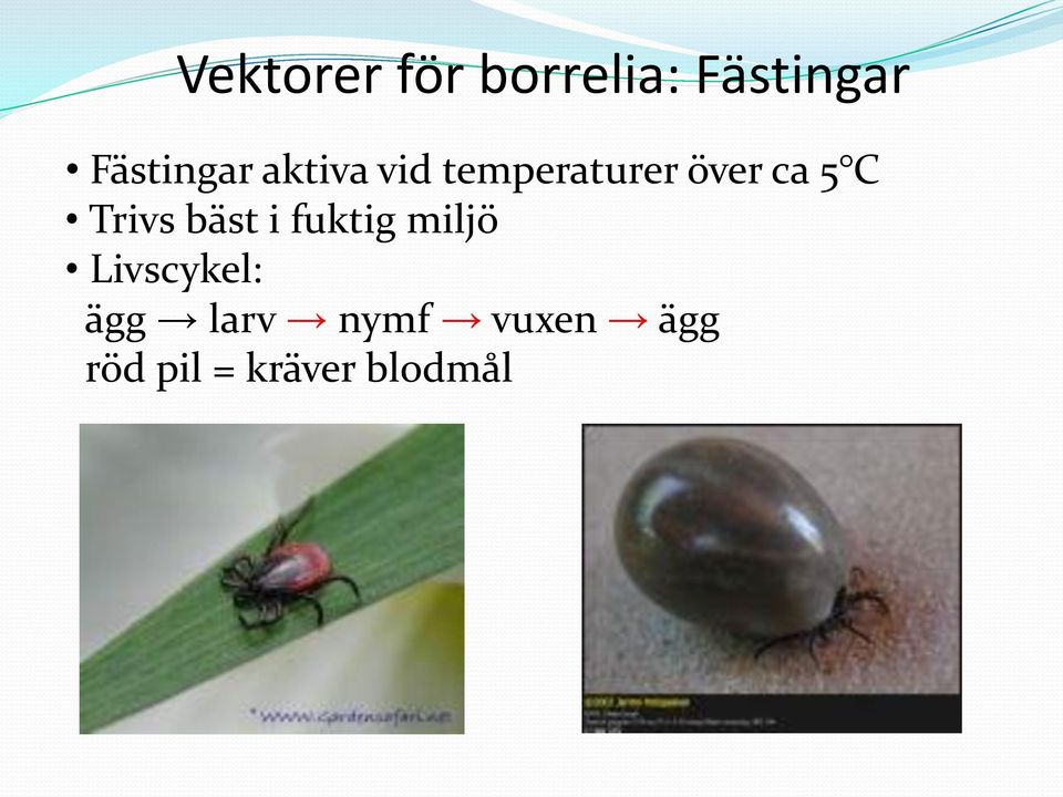 ca 5 C Trivs bäst i fuktig miljö