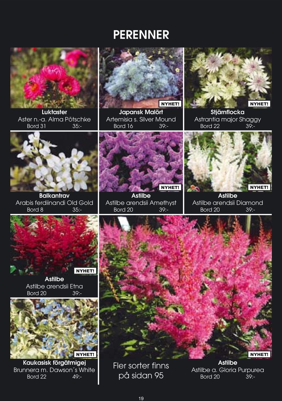 35:- Astilbe Astilbe arendsii Amethyst Bord 20 39:- Astilbe Astilbe arendsii Diamond Bord 20 39:- Astilbe Astilbe arendsii