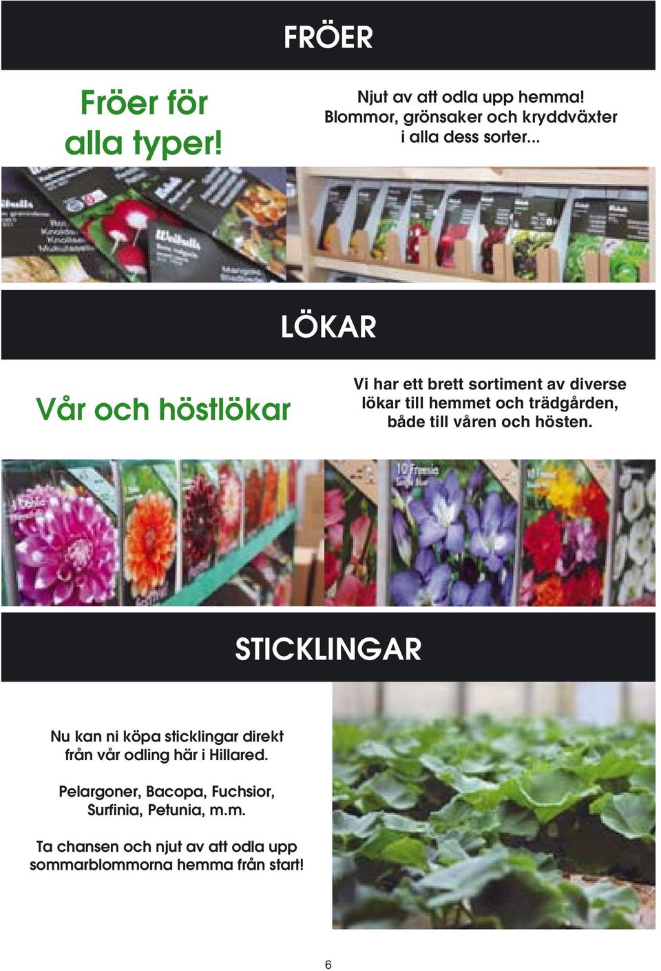 våren och hösten. STICKLINGAR Nu kan ni köpa sticklingar direkt från vår odling här i Hillared.