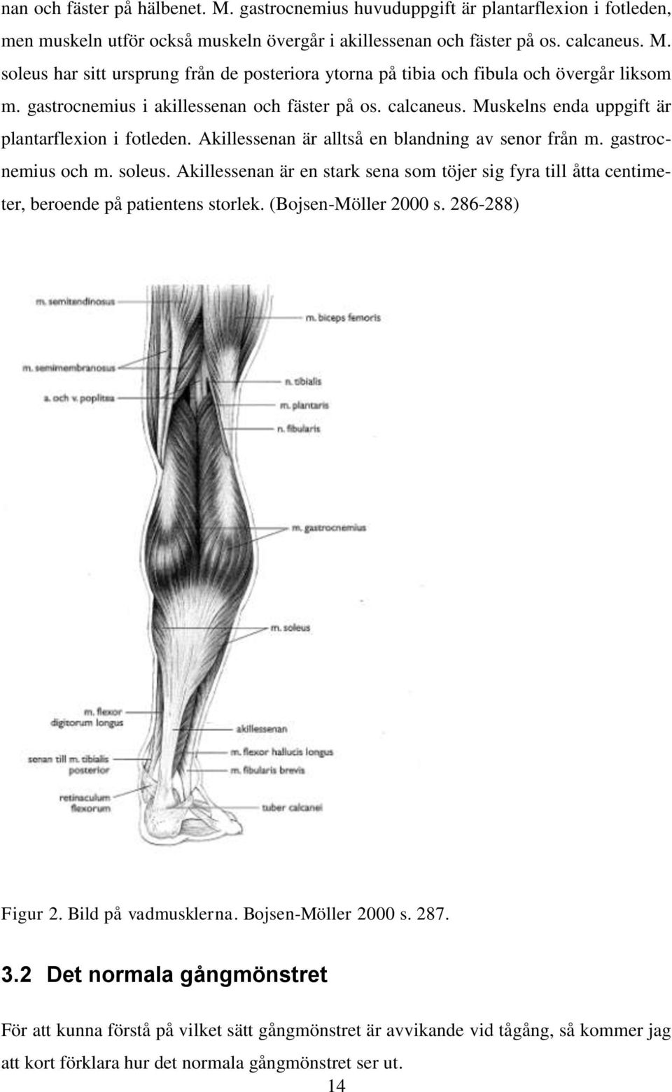 Akillessenan är en stark sena som töjer sig fyra till åtta centimeter, beroende på patientens storlek. (Bojsen-Möller 2000 s. 286-288) Figur 2. Bild på vadmusklerna. Bojsen-Möller 2000 s. 287. 3.