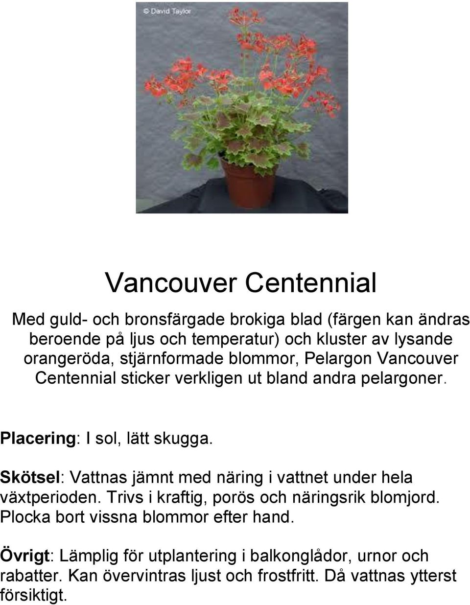 Pelargon Vancouver Centennial sticker verkligen ut bland andra pelargoner.