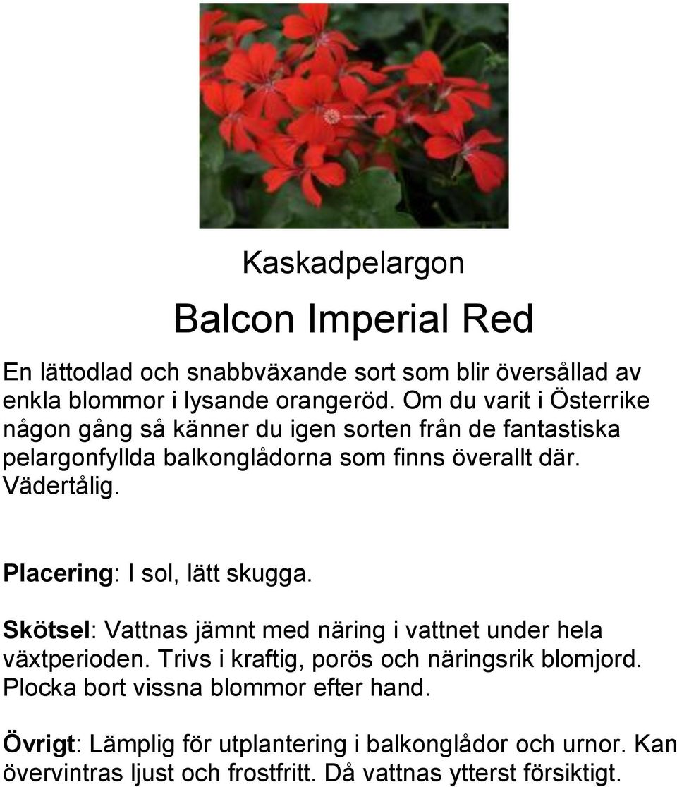 Om du varit i Österrike någon gång så känner du igen sorten från de fantastiska pelargonfyllda