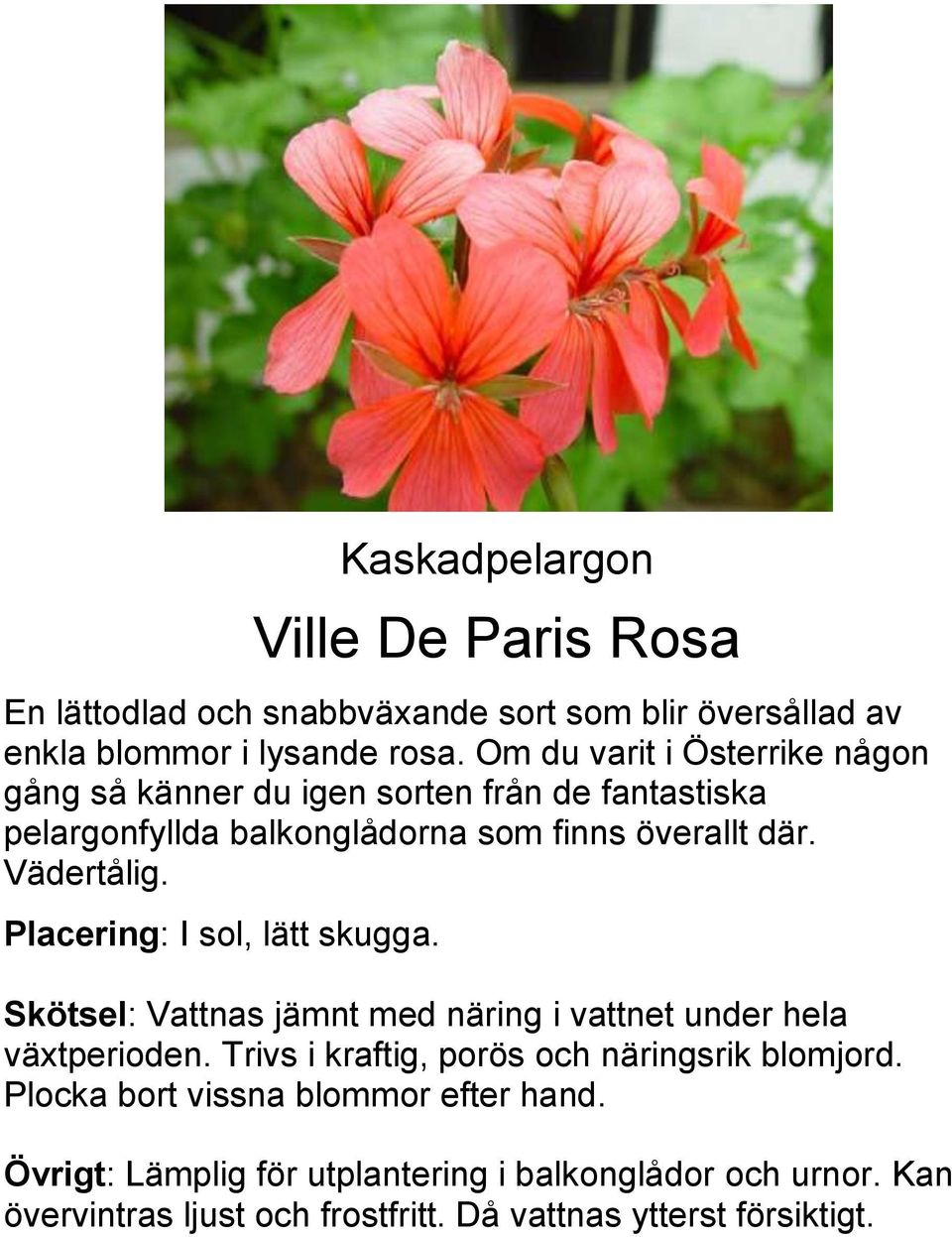 Om du varit i Österrike någon gång så känner du igen sorten från de fantastiska pelargonfyllda