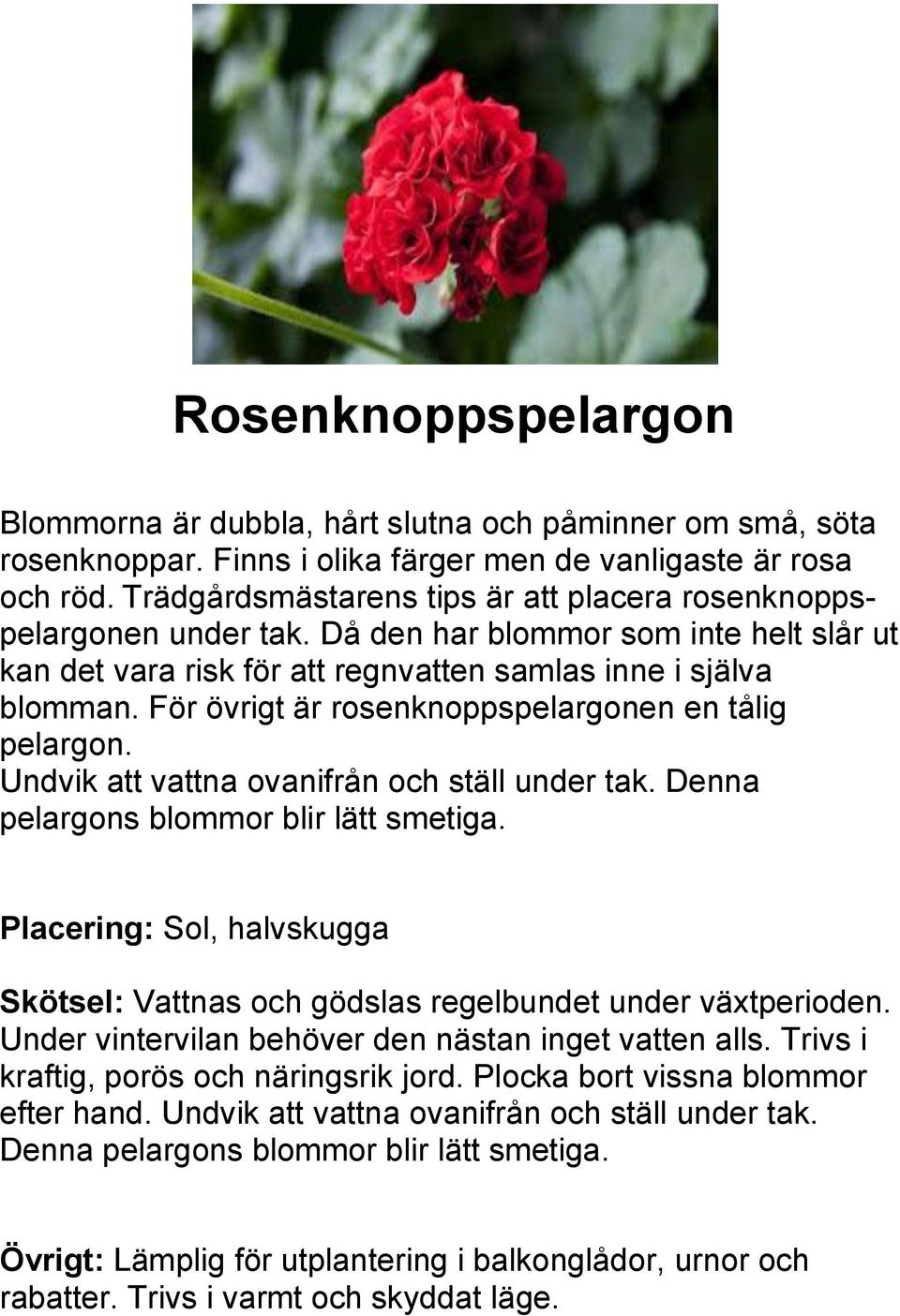 För övrigt är rosenknoppspelargonen en tålig pelargon. Undvik att vattna ovanifrån och ställ under tak. Denna pelargons blommor blir lätt smetiga.