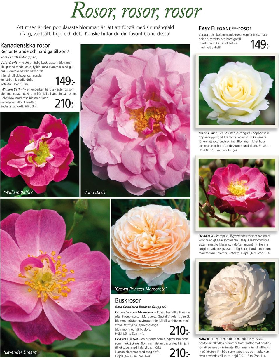 Lätta att lyckas med helt enkelt! 210:- Rosa (Kordesii-Gruppen) John Davis vacker, härdig buskros som blommar rikligt med medelstora, fyllda, rosa blommor med gul bas.