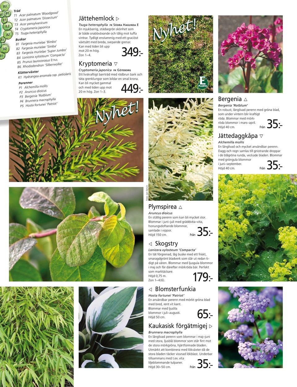 petiolaris Perenner P1 Alchemilla mollis P2 Aruncus dioicus P3 Bergenia Rotblum P4 Brunnera macrophylla P5 Hosta fortunei Patriot Jättehemlock w Tsuga heterophylla fk Södra Hagunda E En mjukbarrig,