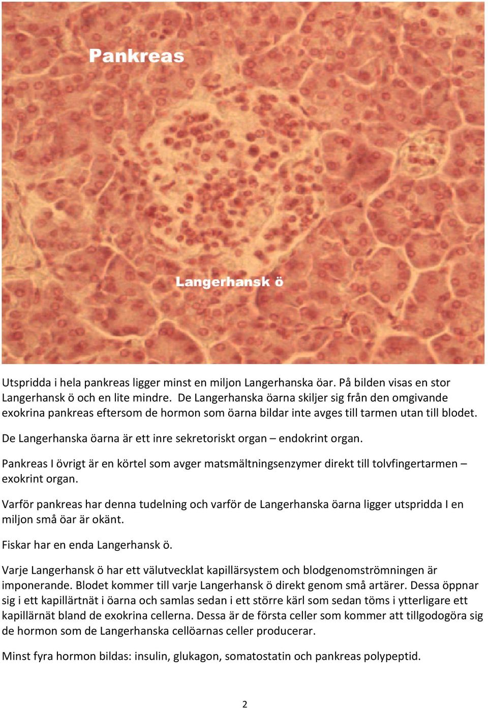 De Langerhanska öarna är ett inre sekretoriskt organ endokrint organ. Pankreas I övrigt är en körtel som avger matsmältningsenzymer direkt till tolvfingertarmen exokrint organ.