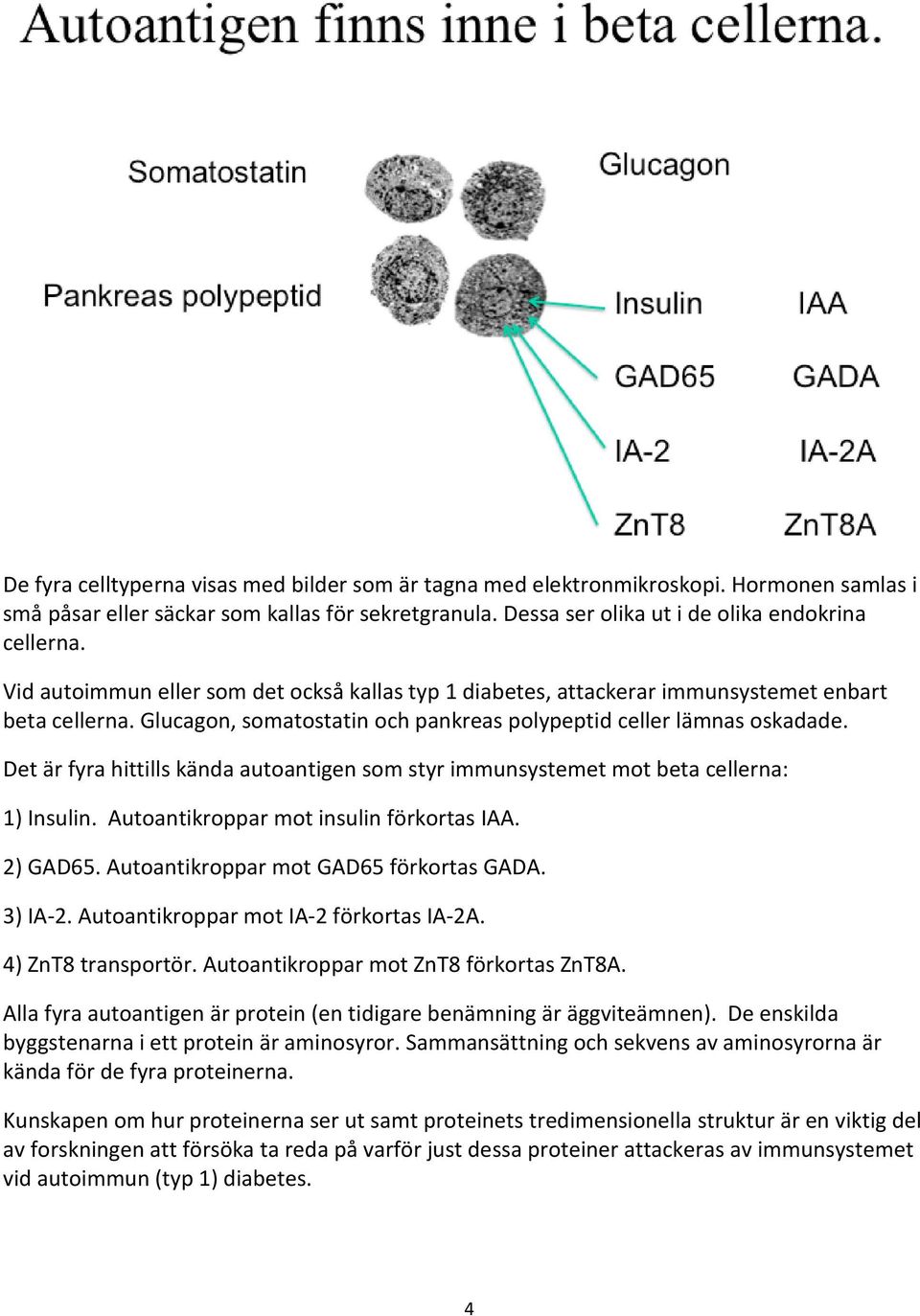 Det är fyra hittills kända autoantigen som styr immunsystemet mot beta cellerna: 1) Insulin. Autoantikroppar mot insulin förkortas IAA. 2) GAD65. Autoantikroppar mot GAD65 förkortas GADA. 3) IA-2.