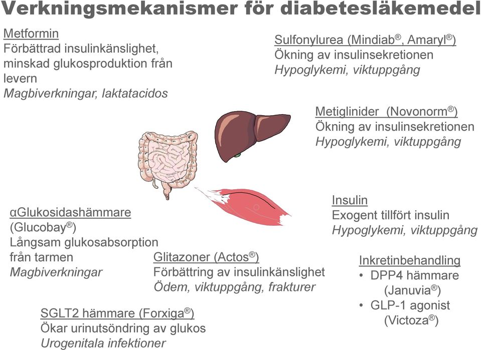 (Glucobay ) Långsam glukosabsorption från tarmen Magbiverkningar SGLT2 hämmare (Forxiga ) Ökar urinutsöndring av glukos Urogenitala infektioner Glitazoner (Actos )