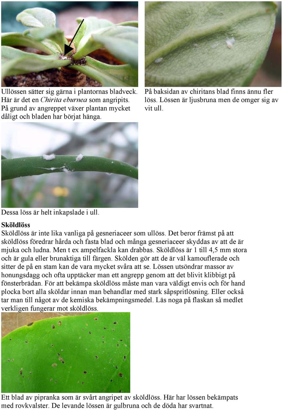 Sköldlöss Sköldlöss är inte lika vanliga på gesneriaceer som ullöss. Det beror främst på att sköldlöss föredrar hårda och fasta blad och många gesneriaceer skyddas av att de är mjuka och ludna.