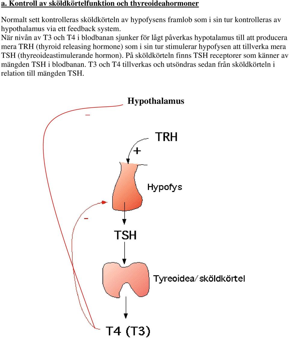 När nivån av T3 och T4 i blodbanan sjunker för lågt påverkas hypotalamus till att producera mera TRH (thyroid releasing hormone) som i sin tur