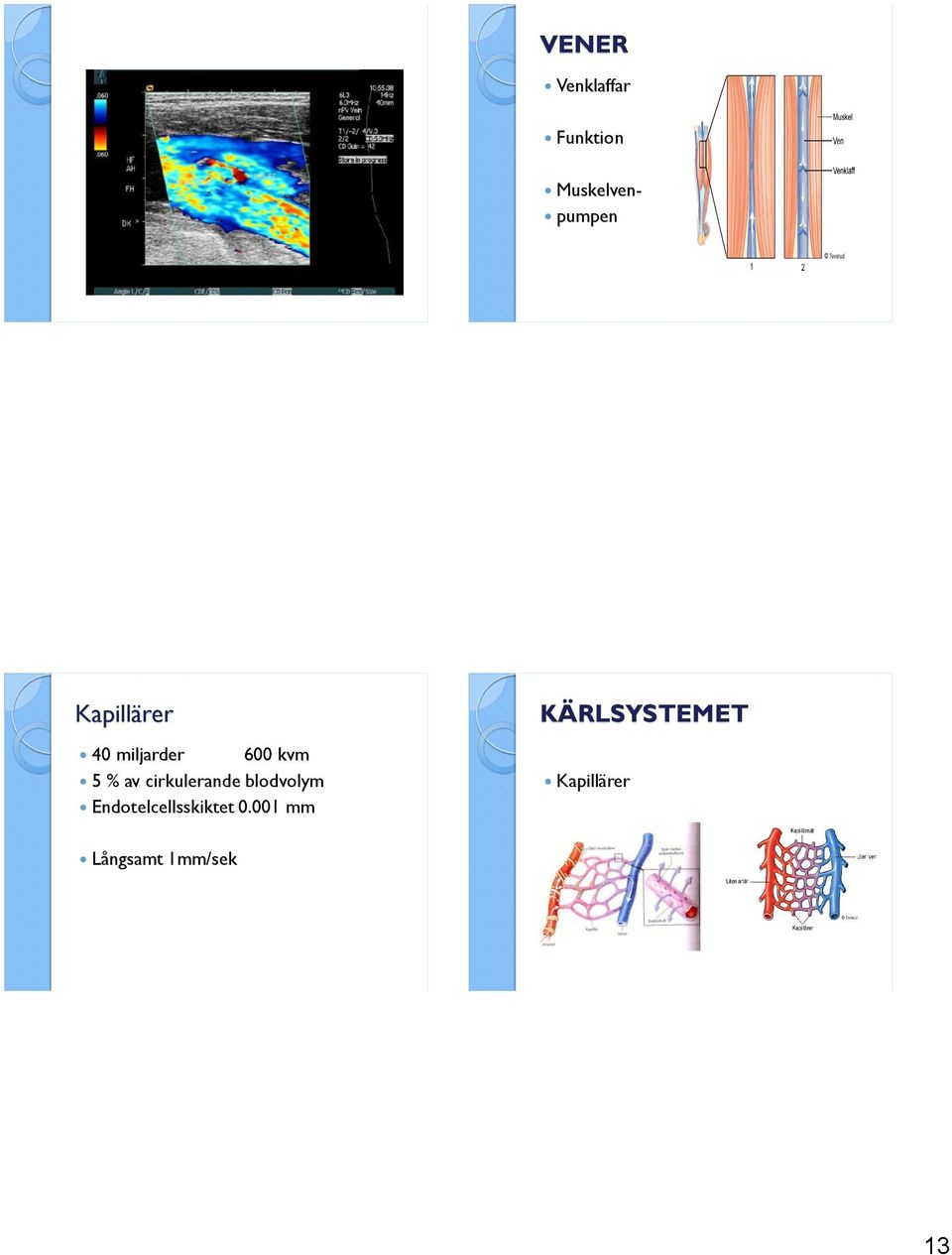 cirkulerande blodvolym Endotelcellsskiktet 0.