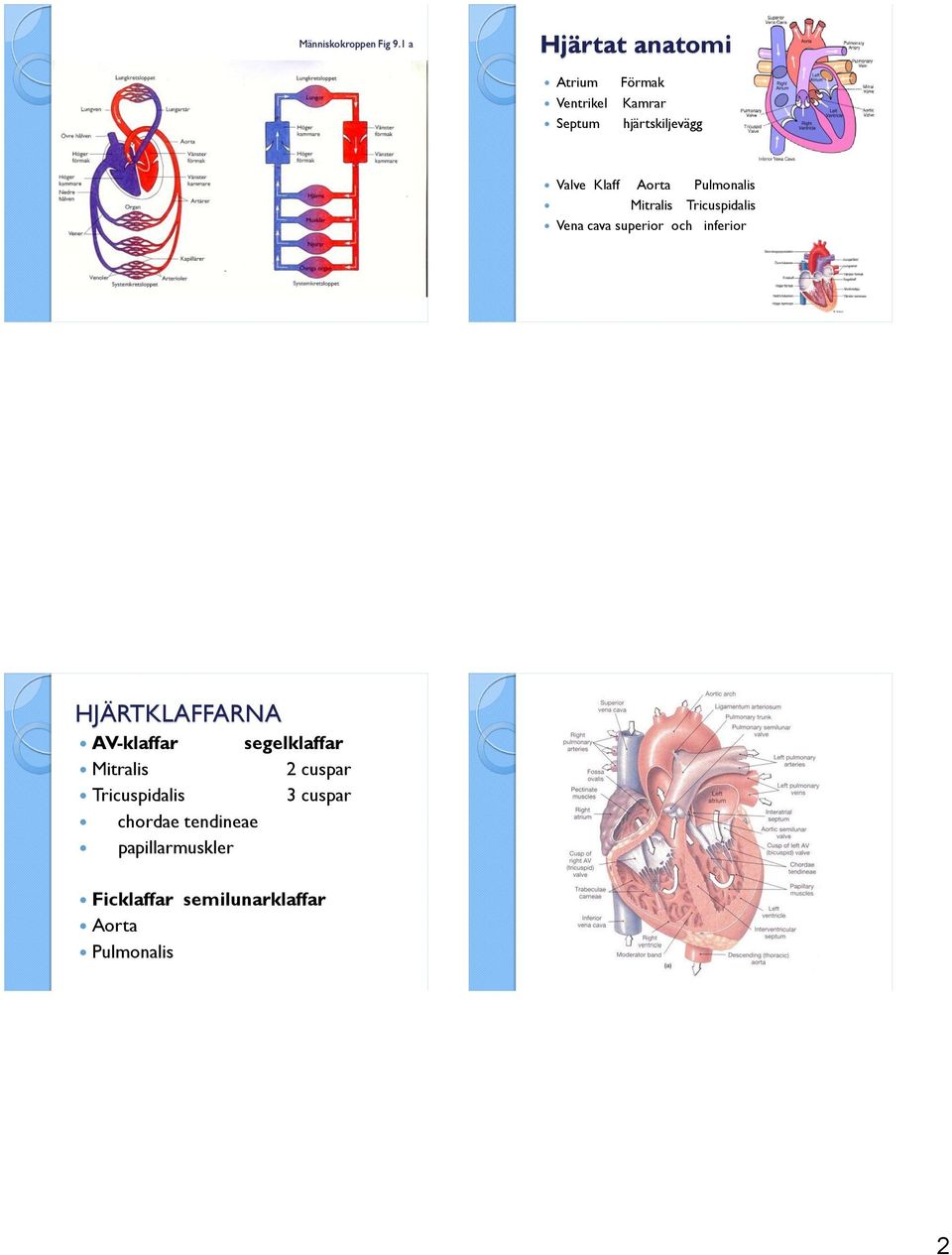 Klaff Aorta Pulmonalis Mitralis Tricuspidalis Vena cava superior och inferior