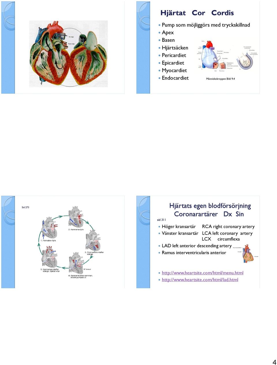 4 Sid 273 sid 311 Hjärtats egen blodförsörjning Coronarartärer Dx Sin Höger kransartär RCA right coronary artery