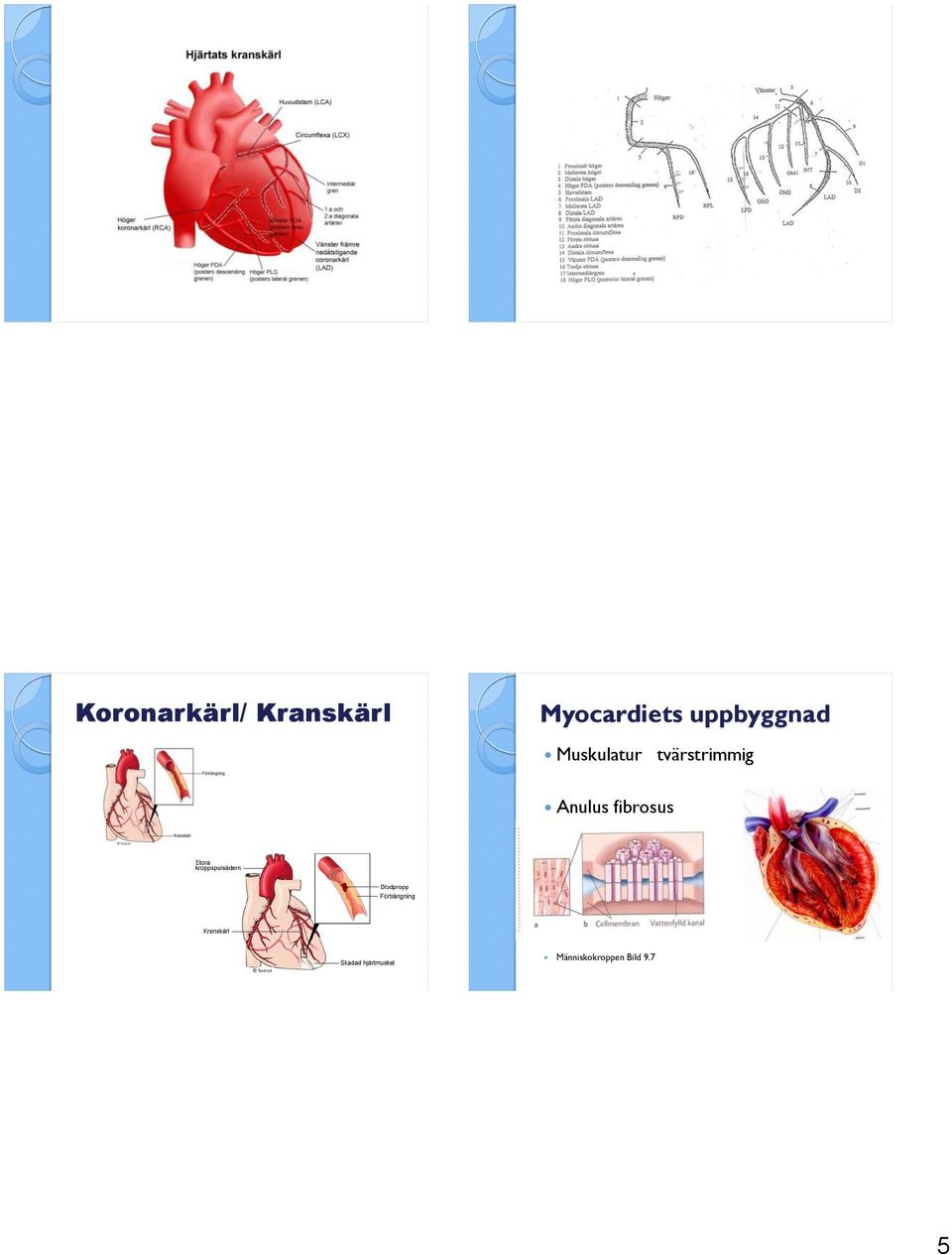 Muskulatur tvärstrimmig