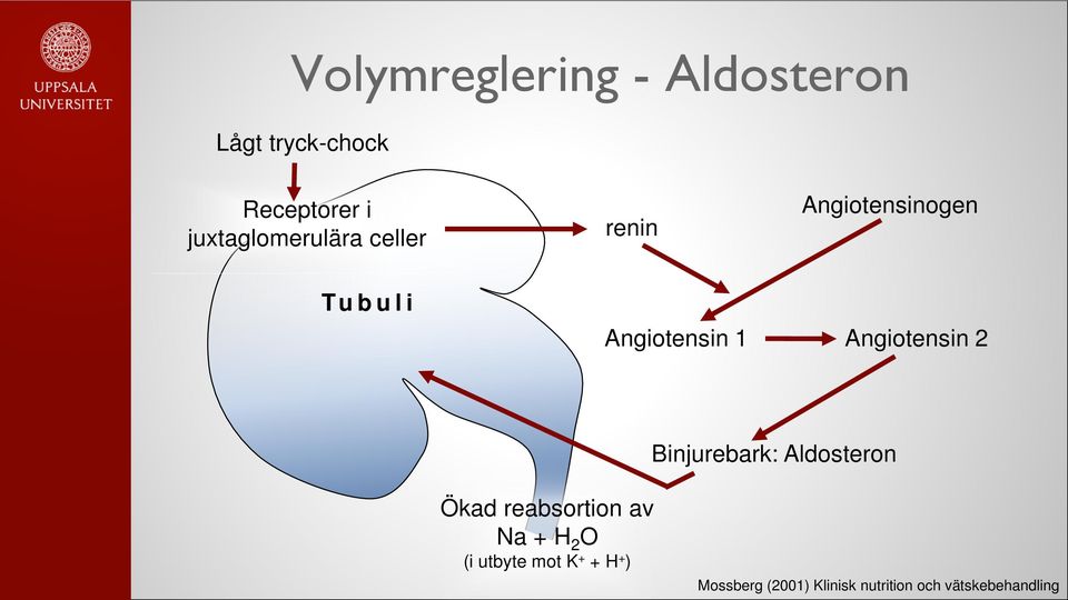 Angiotensin 2 Binjurebark: Aldosteron Ökad reabsortion av Na + H 2 O