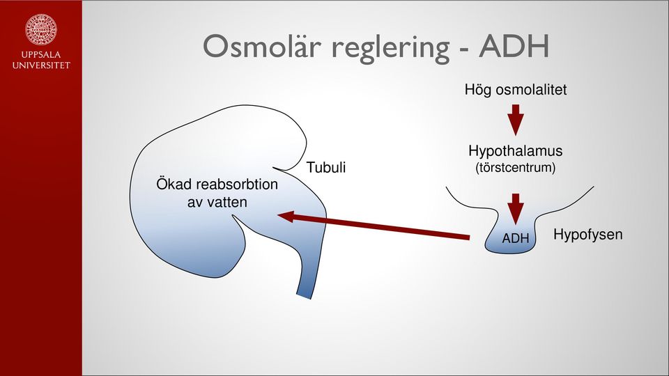 reabsorbtion av vatten