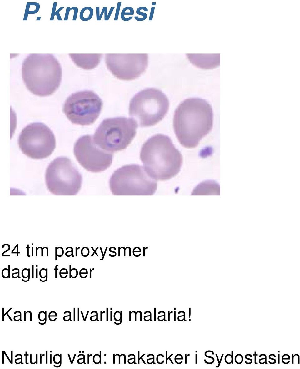 Kan ge allvarlig malaria!