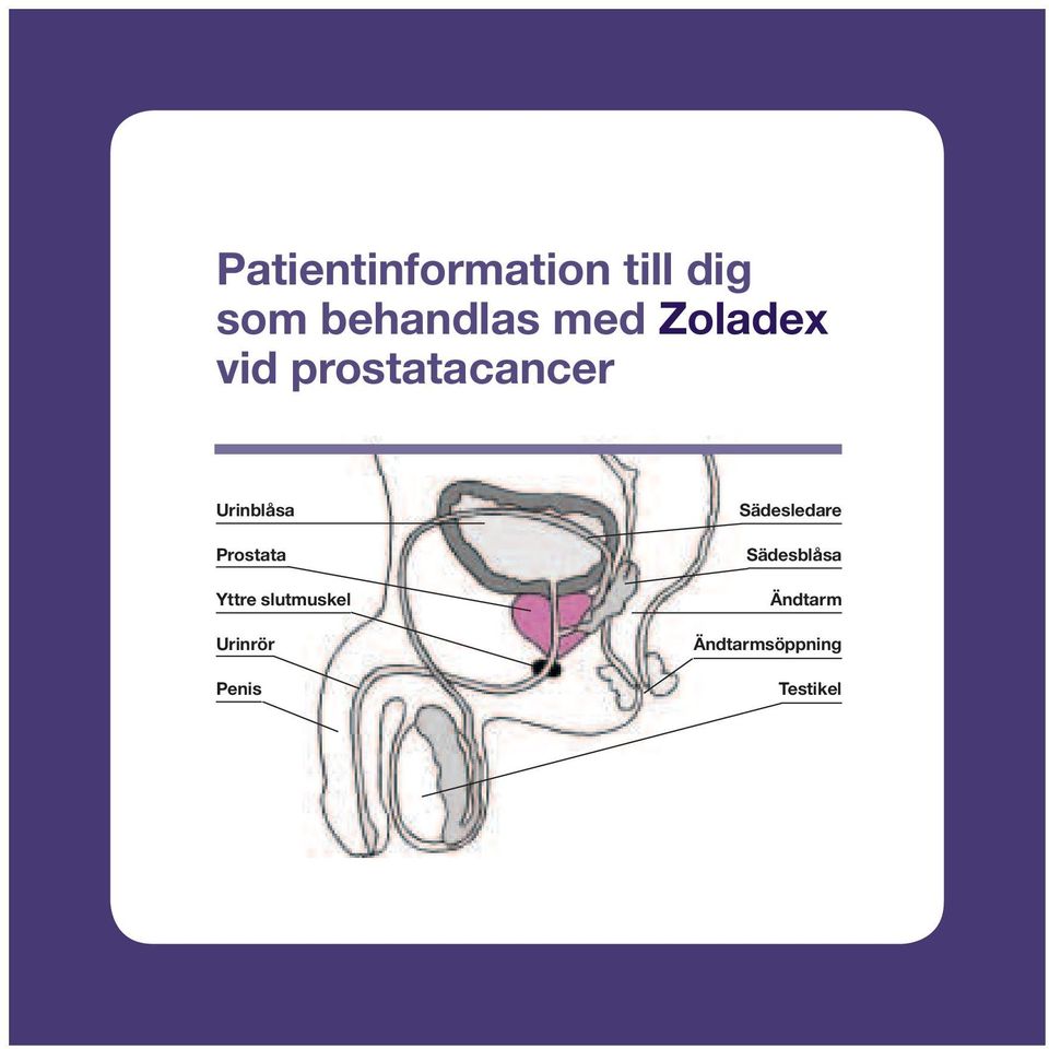 Prostata Yttre slutmuskel Urinrör Penis