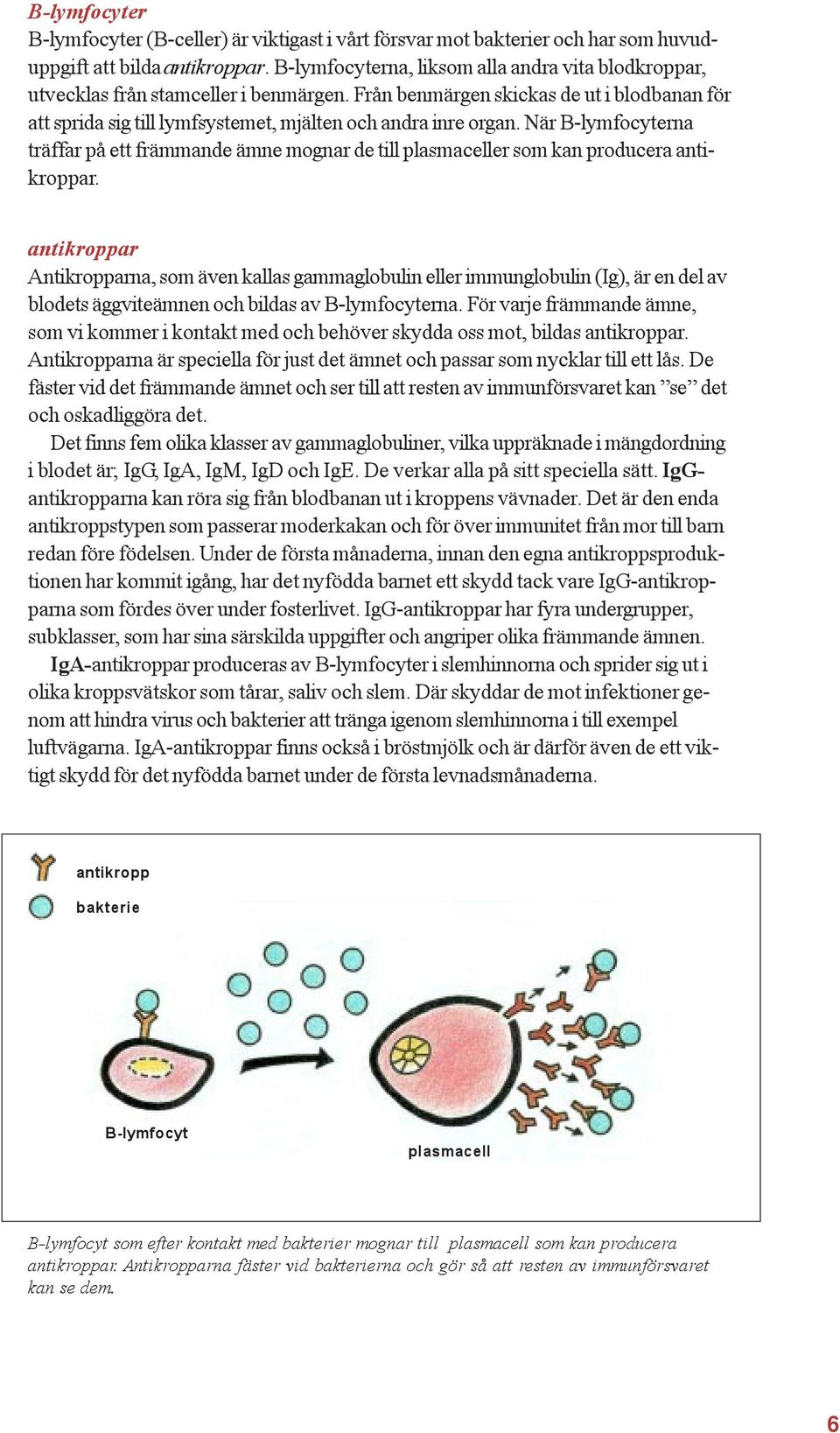 När B-lymfocyterna träffar på ett främmande ämne mognar de till plasmaceller som kan producera antikroppar.