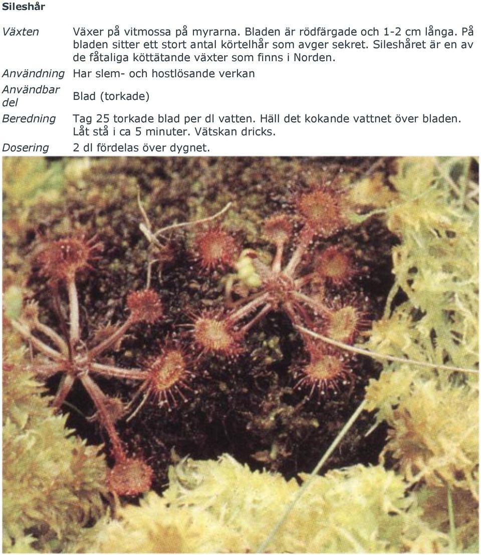 Sileshåret är en av de fåtaliga köttätande växter som finns i Norden.