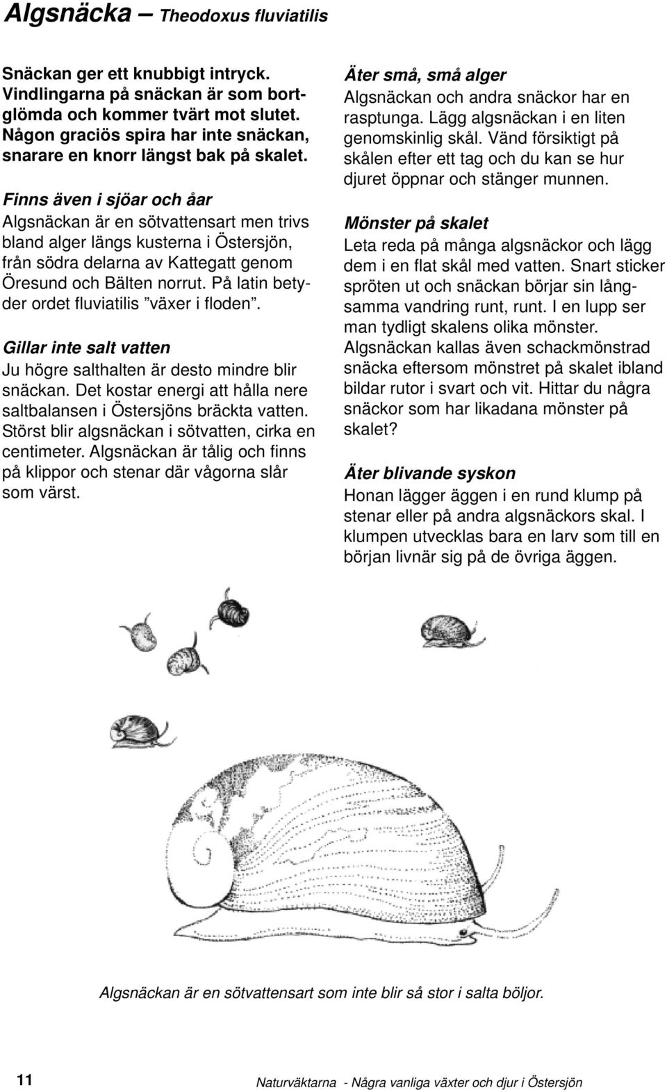 Finns även i sjöar och åar Algsnäckan är en sötvattensart men trivs bland alger längs kusterna i Östersjön, från södra delarna av Kattegatt genom Öresund och Bälten norrut.