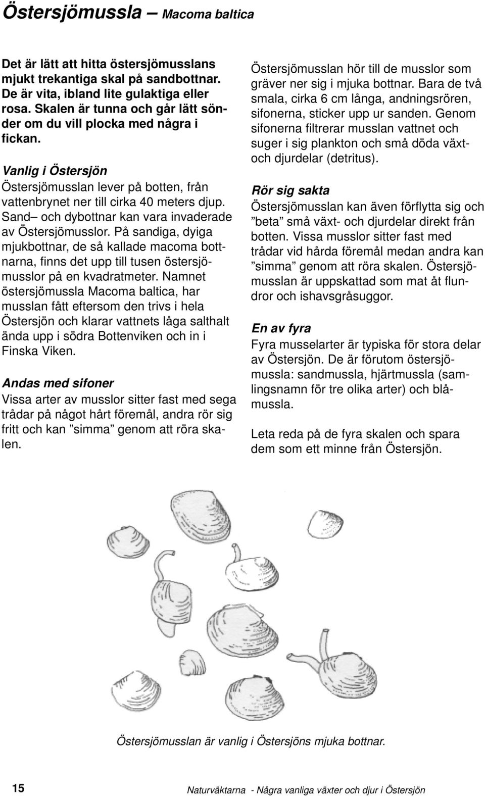 Sand och dybottnar kan vara invaderade av Östersjömusslor. På sandiga, dyiga mjukbottnar, de så kallade macoma bottnarna, finns det upp till tusen östersjömusslor på en kvadratmeter.