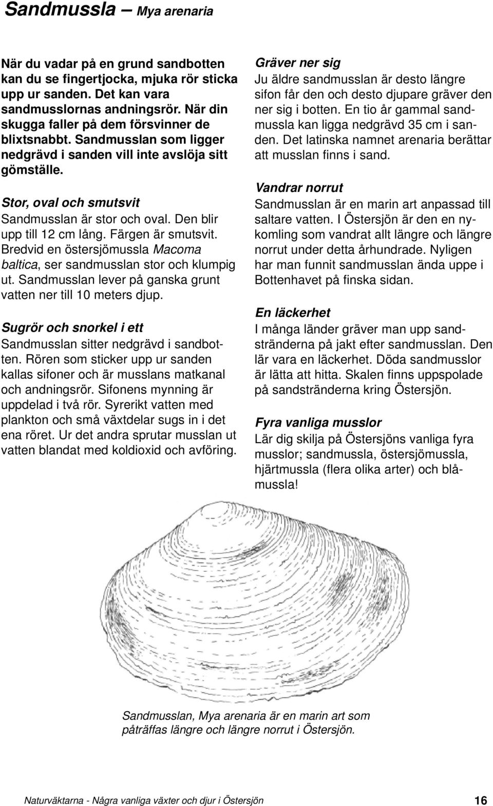 Den blir upp till 12 cm lång. Färgen är smutsvit. Bredvid en östersjömussla Macoma baltica, ser sandmusslan stor och klumpig ut. Sandmusslan lever på ganska grunt vatten ner till 10 meters djup.