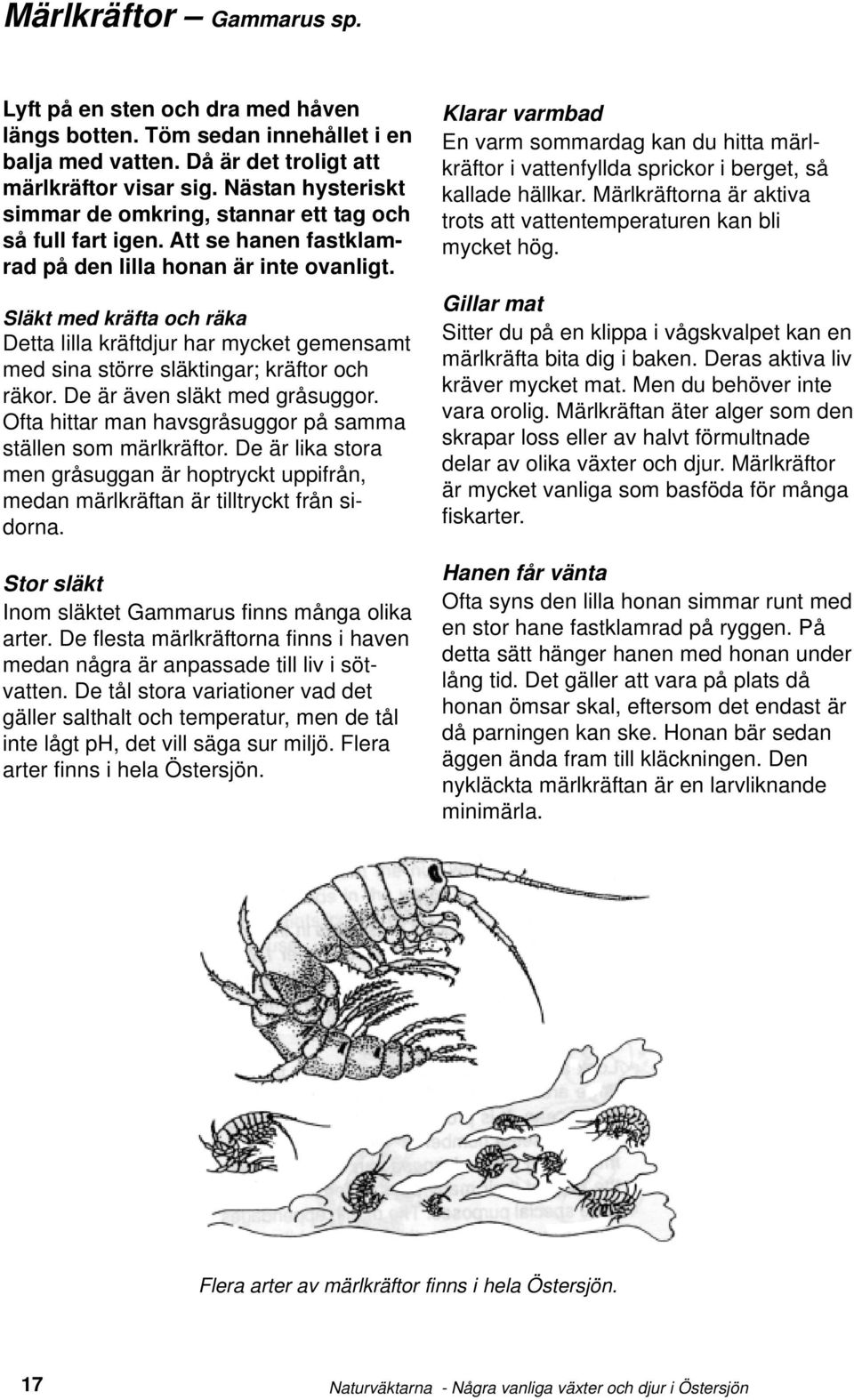 Släkt med kräfta och räka Detta lilla kräftdjur har mycket gemensamt med sina större släktingar; kräftor och räkor. De är även släkt med gråsuggor.