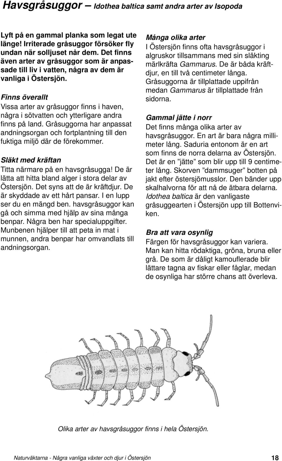 Finns överallt Vissa arter av gråsuggor finns i haven, några i sötvatten och ytterligare andra finns på land.