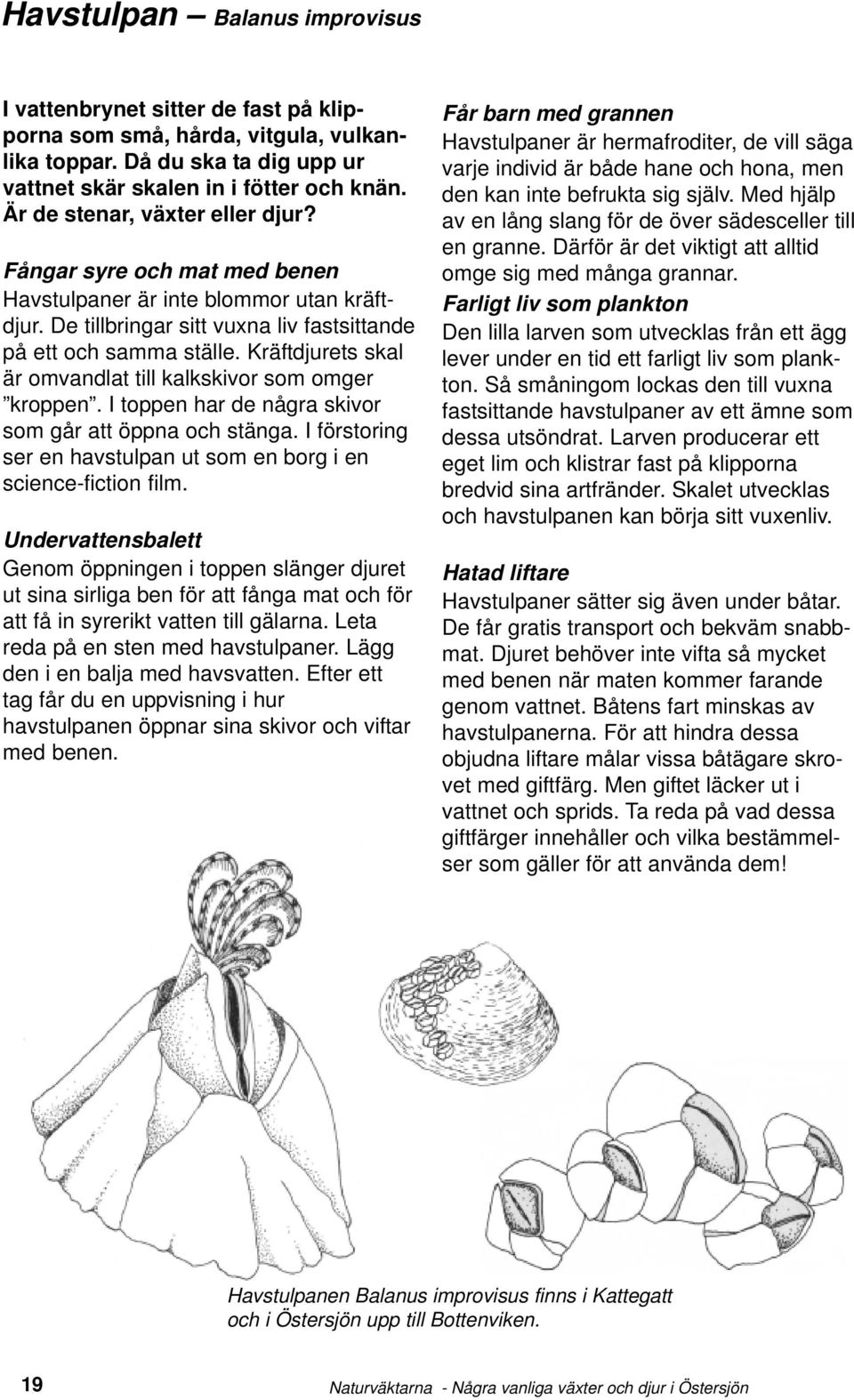 Kräftdjurets skal är omvandlat till kalkskivor som omger kroppen. I toppen har de några skivor som går att öppna och stänga. I förstoring ser en havstulpan ut som en borg i en science-fiction film.