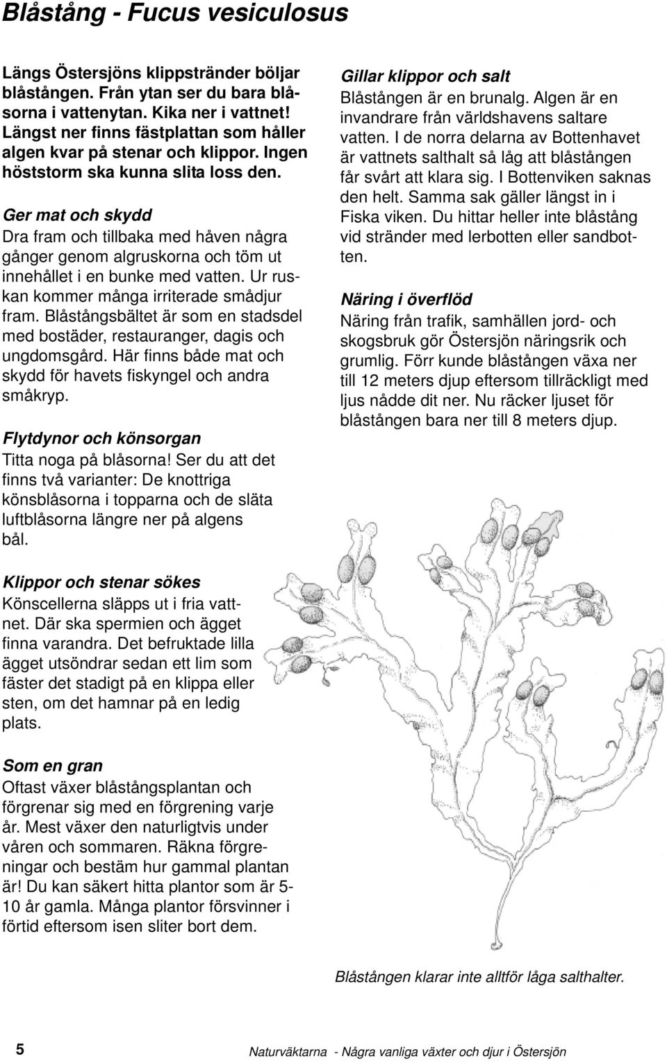 Ger mat och skydd Dra fram och tillbaka med håven några gånger genom algruskorna och töm ut innehållet i en bunke med vatten. Ur ruskan kommer många irriterade smådjur fram.