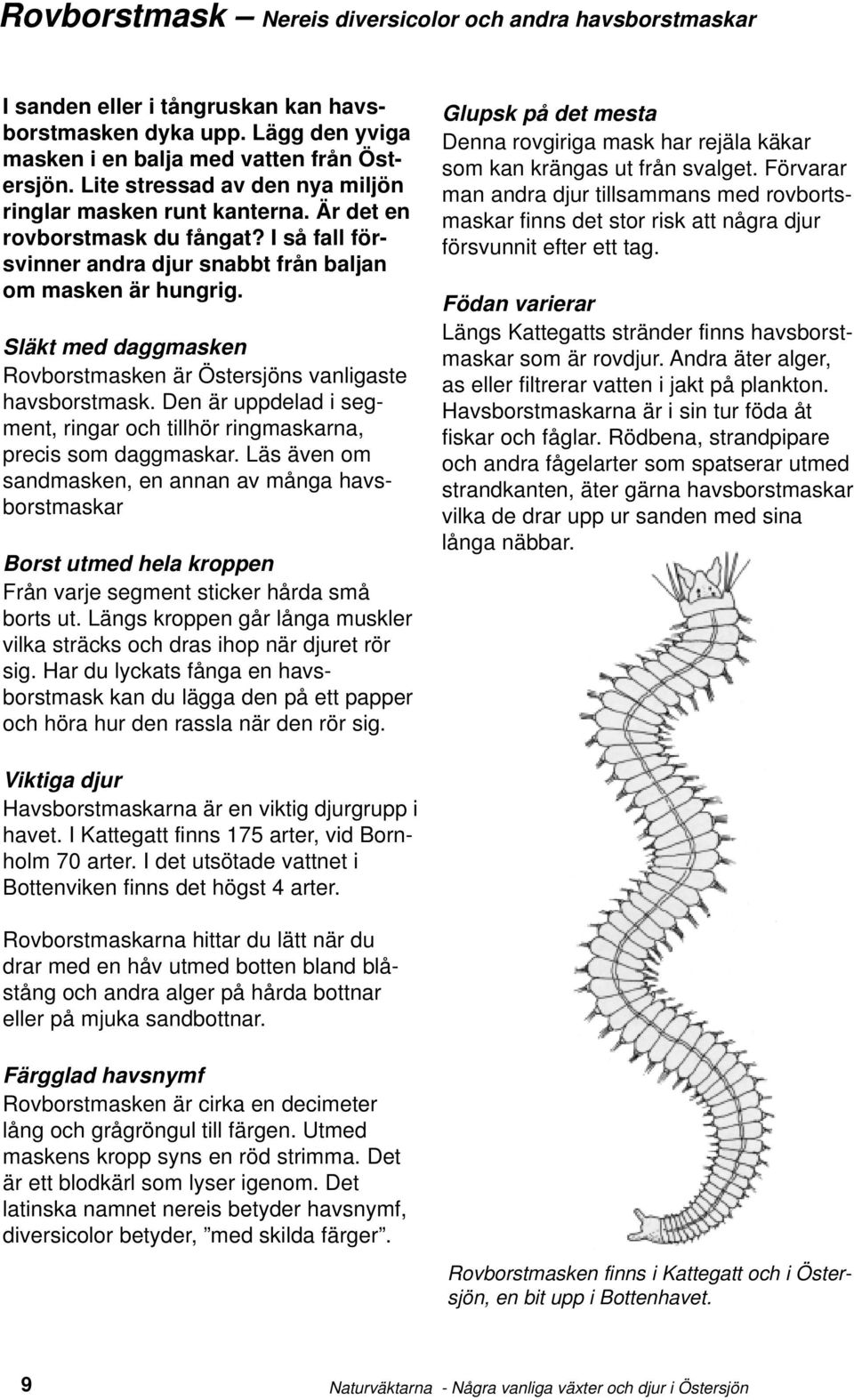 Släkt med daggmasken Rovborstmasken är Östersjöns vanligaste havsborstmask. Den är uppdelad i segment, ringar och tillhör ringmaskarna, precis som daggmaskar.