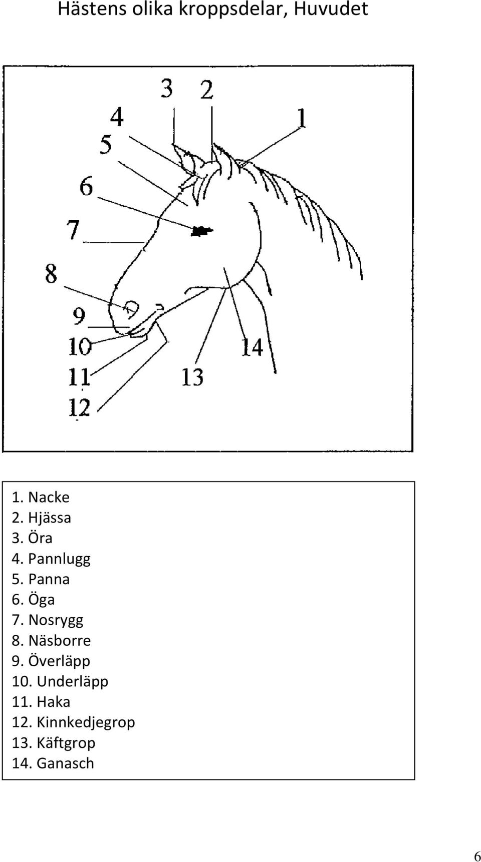 Nosrygg 8. Näsborre 9. Överläpp 10.