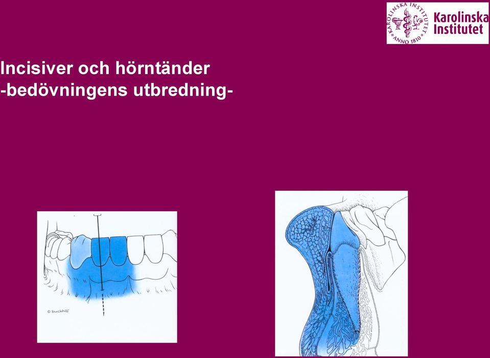 hörntänder