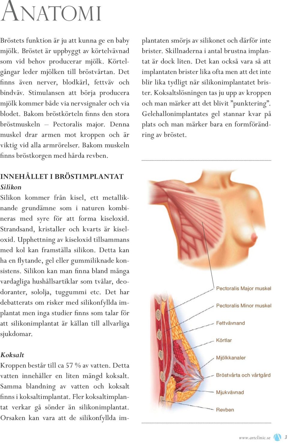 Bakom bröstkörteln finns den stora bröstmuskeln Pectoralis major. Denna muskel drar armen mot kroppen och är viktig vid alla armrörelser. Bakom muskeln finns bröstkorgen med hårda revben.