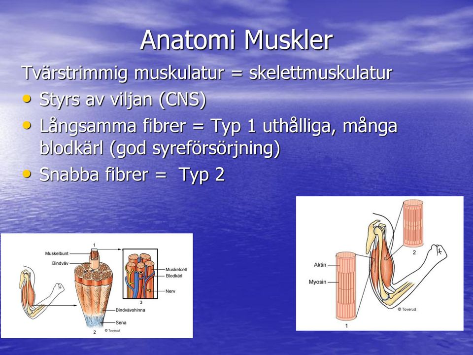 Långsamma fibrer = Typ 1 uthålliga, många