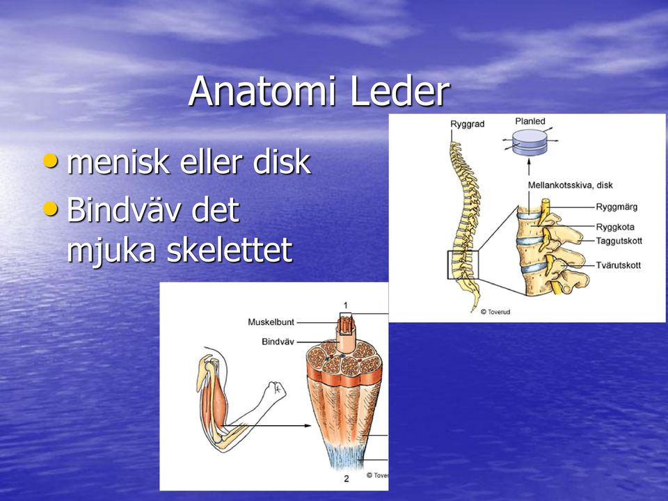 disk Bindväv