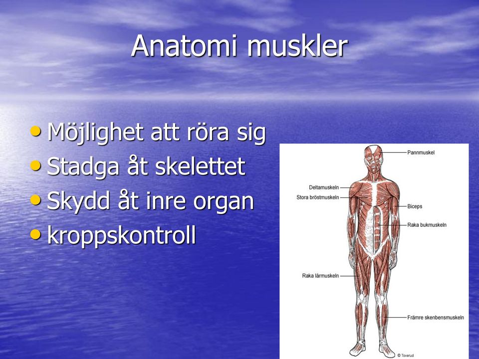 Stadga åt skelettet