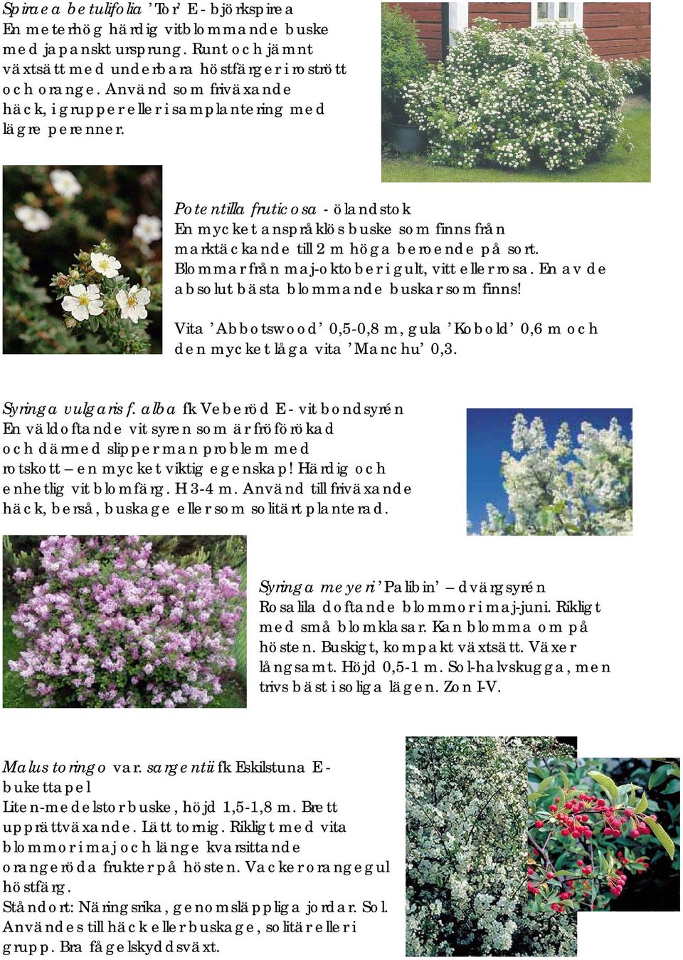 Blommar från maj-oktober i gult, vitt eller rosa. En av de absolut bästa blommande buskar som finns! Vita Abbotswood 0,5-0,8 m, gula Kobold 0,6 m och den mycket låga vita Manchu 0,3.