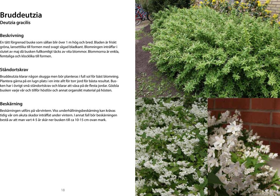 Bruddeutzia klarar någon skugga men bör planteras i full sol för bäst blomning. Plantera gärna på en lugn plats i en inte allt för torr jord för bästa resultat.