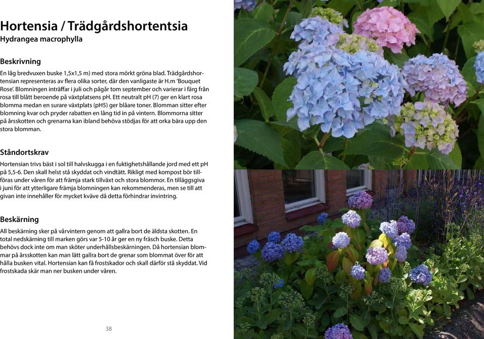 Ett neutralt ph (7) ger en klart rosa blomma medan en surare växtplats (ph5) ger blåare toner. Blomman sitter efter blomning kvar och pryder rabatten en lång tid in på vintern.