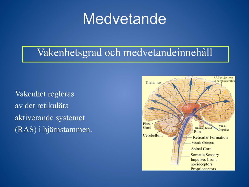 regleras av det retikulära