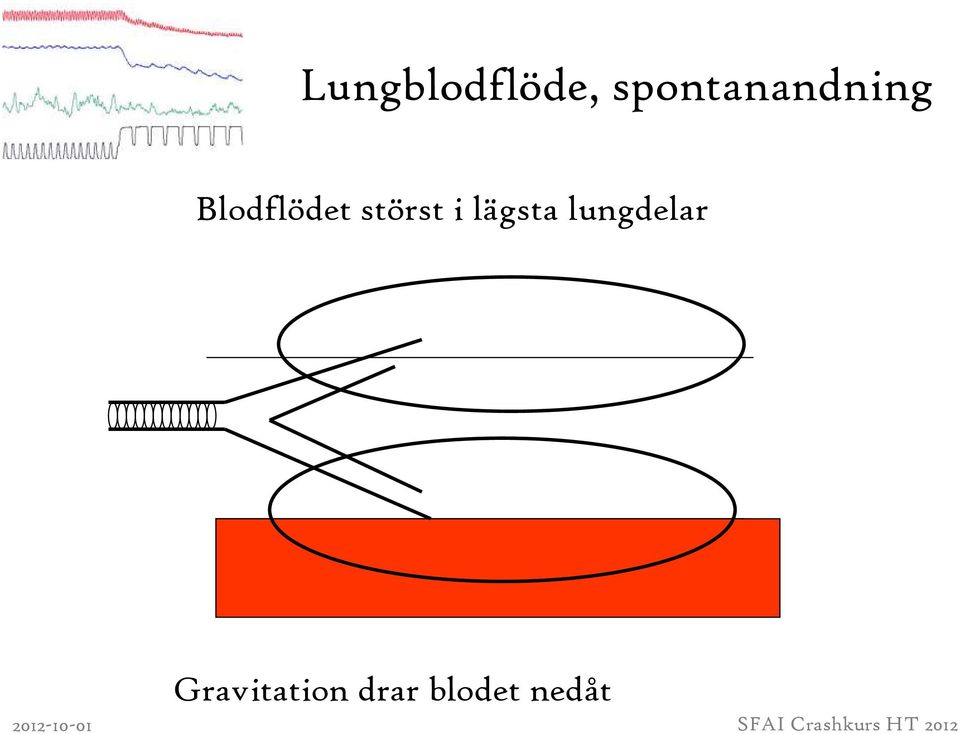 Blodflödet störst i