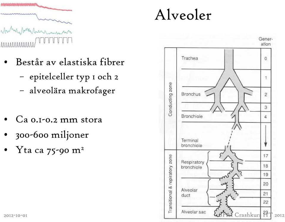 alveolära makrofager Ca 0.1-0.