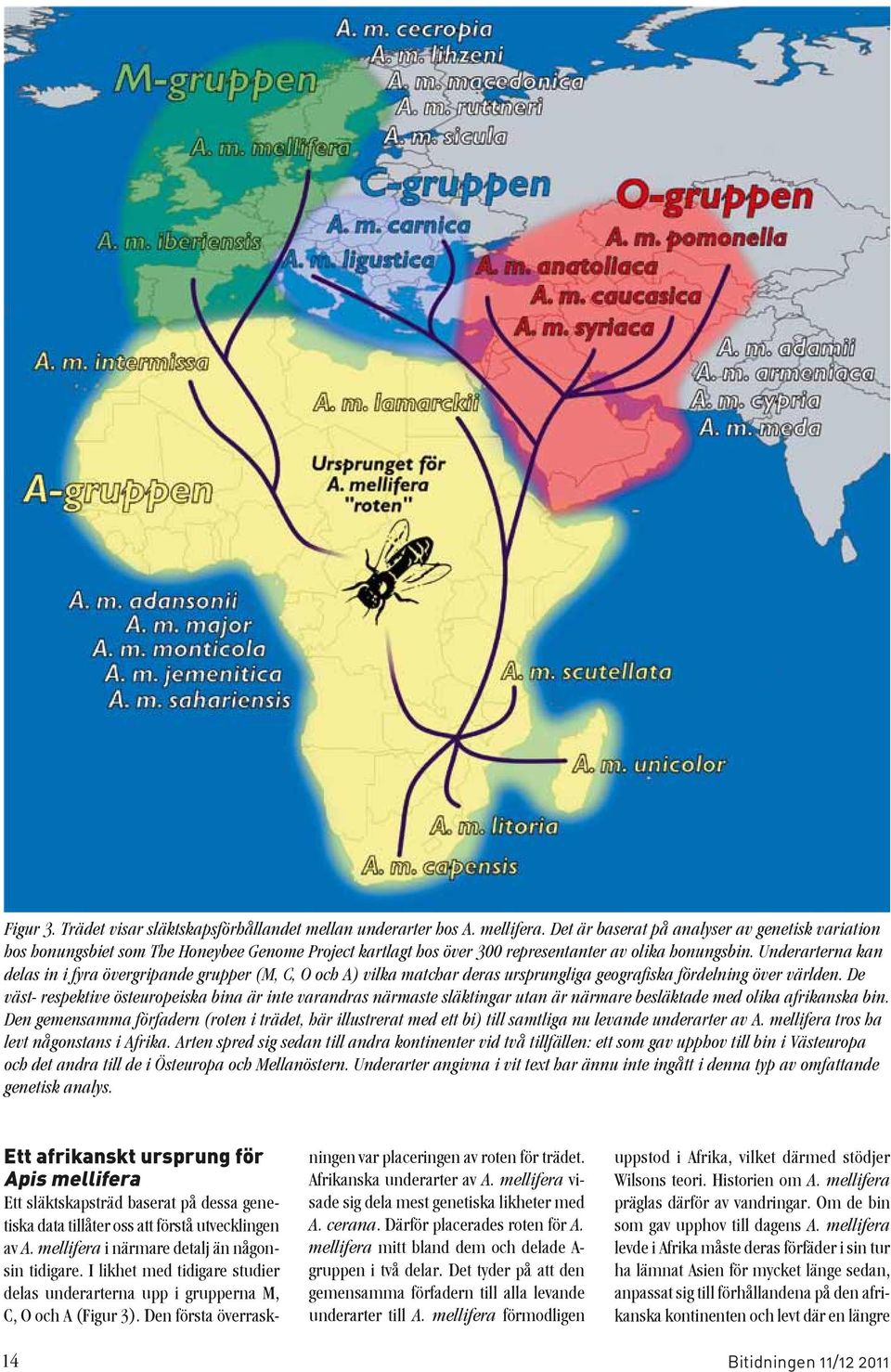 Underarterna kan delas in i fyra övergripande grupper (M, C, O och A) vilka matchar deras ursprungliga geografiska fördelning över världen.