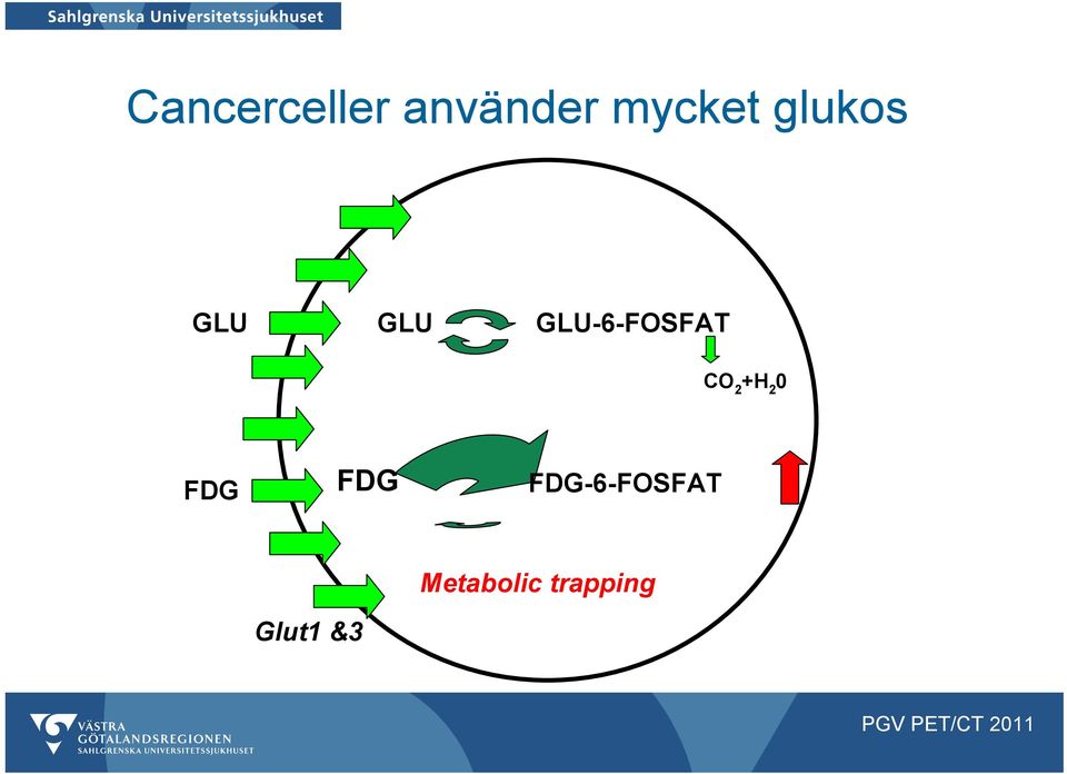 CO 2 +H 2 0 FDG FDG