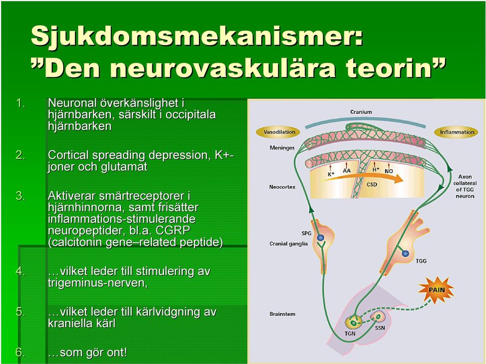 Cortical spreading depression, K+- joner och glutamat 3.