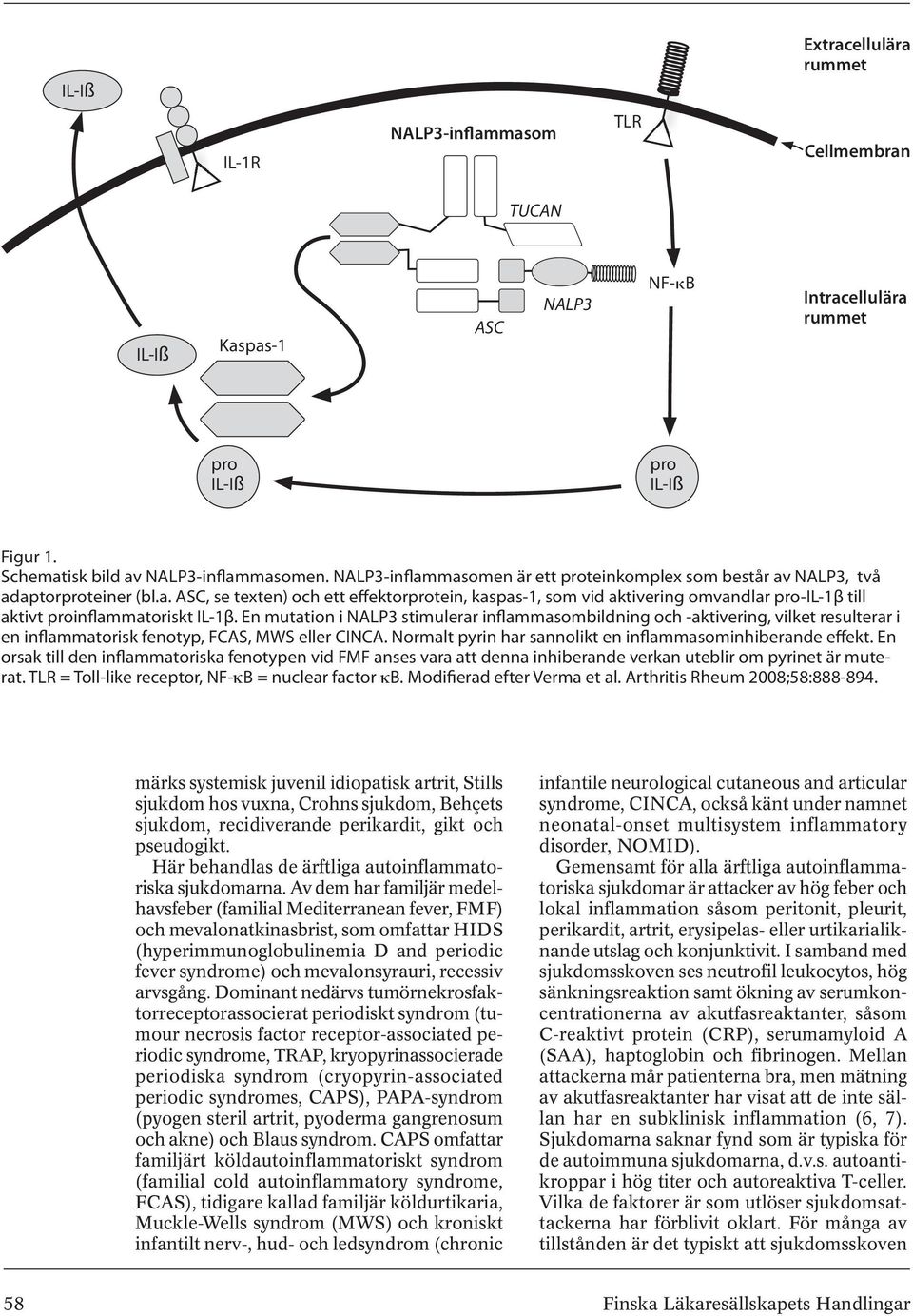 En mutation i NALP3 stimulerar inflammasombildning och -aktivering, vilket resulterar i en inflammatorisk fenotyp, FCAS, MWS eller CINCA. Normalt pyrin har sannolikt en inflammasominhiberande effekt.